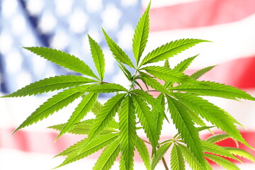 flag america cannabis plant