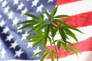 flag america cannabis plant