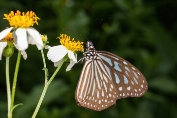 beautiful butterfly in nature