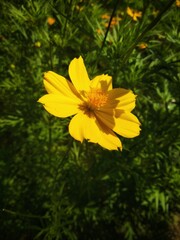 yellow flower in the garden