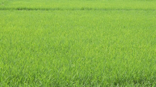 reen background of young rice plants in the paddy fields with their leaves moving with the gentle breeze. Bountiful farmland and natural atmosphere in the countryside of Thailand concept.