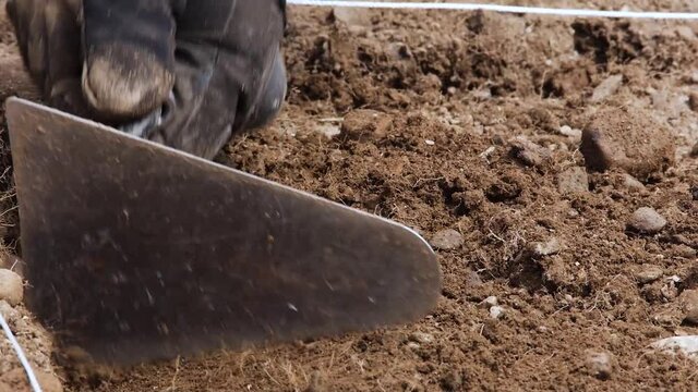 Archaeologist digs away the soil to uncover a historical artefact, using a small trowel. Filmed near Comrie, Scotland.