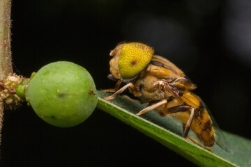 spotted-eye hoverfly insect standing on green leaf