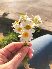 White daisies in a female hand