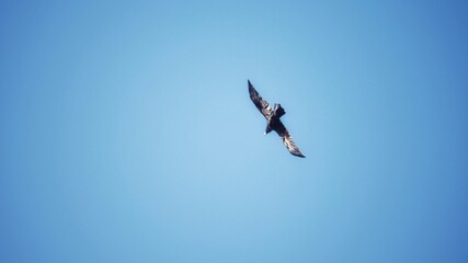 kite in the sky