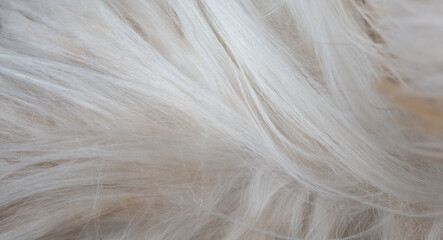 Dog's fur. White. Close-up. Texture. Background.