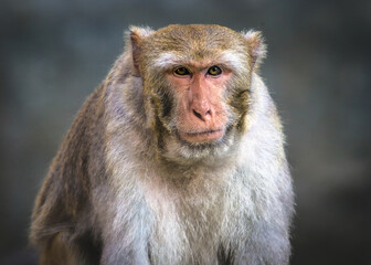 close up of a monkey