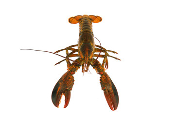 live lobster isolated on white background