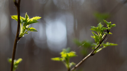 spring in the forest