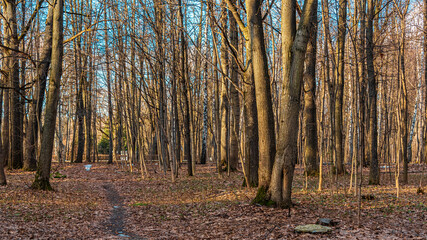 Spring park landscape with the remains of snow on the path and trees without foliage.