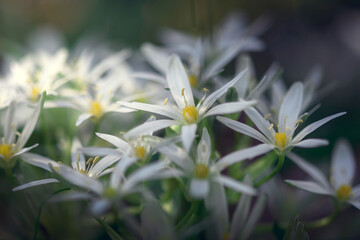 Anemone nemorosa flowers in the forest in a sunny day. White Wood Anemone close up. Small thimbleweed.