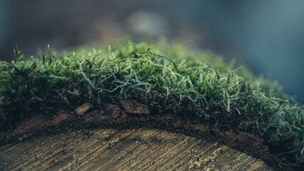 Fototapeta premium moss on the grass