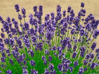 Naklejka premium ラベンダー