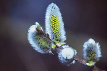 buds of a willow © Marcin