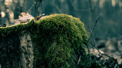 moss on the ground © Marcin
