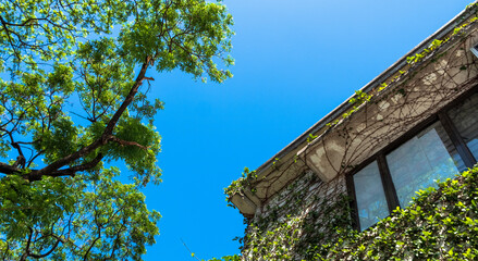 Modern house with creeping vines under bright blue sky 
