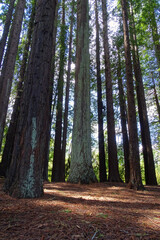 Fototapeta premium Tall trees with lime bark