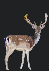 deer | wildlife illustration on black background 