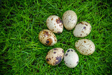 seven eggs lie in a circle on the green grass. quail eggs in the meadow