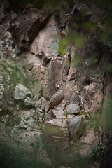 bird on the rocks