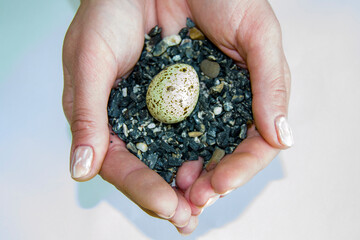 quail egg on stones. stones and an egg in the palms