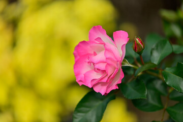 ピンクのバラ