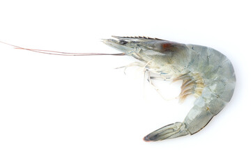 pacific white shrimp isolated on white background close up closeup macro shot.