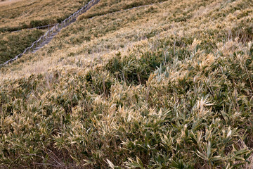 Lots of sasa (broad-leaf bamboo)