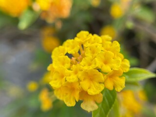 yellow flowers