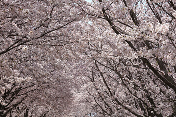 唐古・鍵遺跡史跡公園　桜　満開