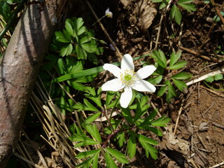 Anemonoides nemorosa, the wood anemone, windflower, thimbleweed, and smell fox in sunlight in park.