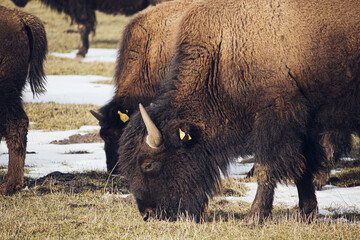 american bison buffalo © Marcin