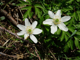 Obraz na płótnie Canvas Anemonoides nemorosa, the wood anemone, windflower, thimbleweed, and smell fox in sunlight in park.
