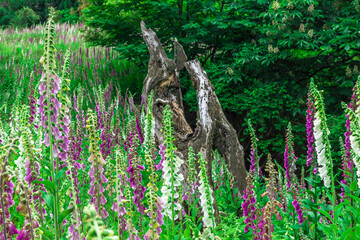 満開のジキタリスが咲く廃村、ここはどこだろうか？