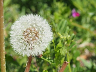 Obraz premium まん丸で可愛いタンポポの綿毛