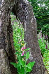 満開のジキタリスが咲く廃村、ここはどこだろうか？