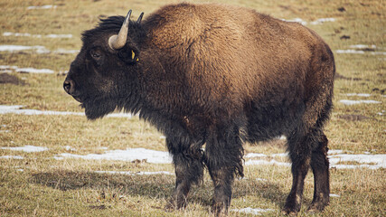 american bison © Marcin