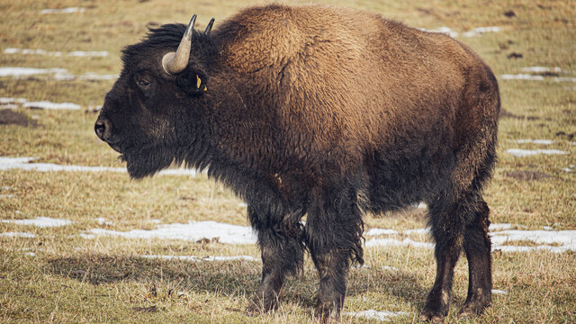 american bison
