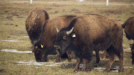 buffalo in the field © Marcin