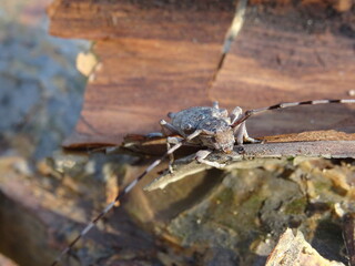 The timberman beetle, Acanthocinus aedilis (female) on a bark of tree.