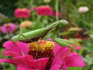 The European mantis (Mantis religiosa) on pink zinnia flower with blurred background.