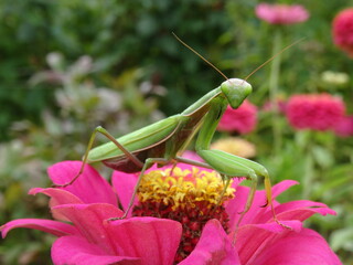 The European mantis (Mantis religiosa) on pink zinnia flower with blurred background.