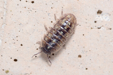 Roly poly bug, Armadillidium vulgare, walking on a concrete floor under the sun. High quality photo