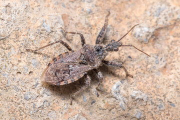 Coranus griseus walking on a rock on a sunny day. High quality photo