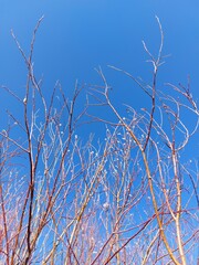 Bare Branches of Willow, sallows and osiers with Fluffy Buds