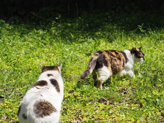 仲良しの二匹の野良猫