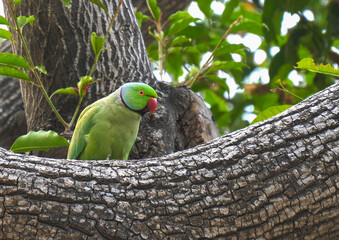 close up clip of a rose-ringed parakeet perched on a tree in agra