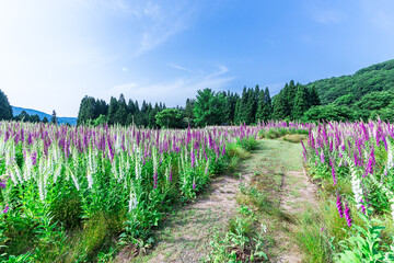 満開のジキタリスが咲く廃村、ここはどこだろうか？