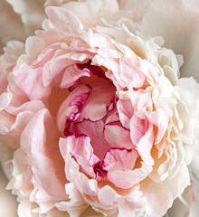 Peony flowers as a natural background