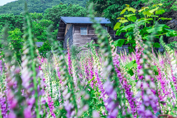 満開のジキタリスが咲く廃村、ここはどこだろうか？